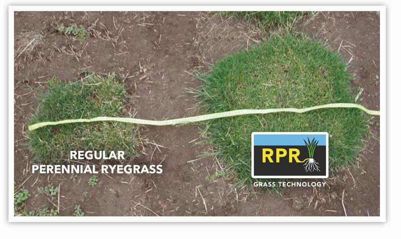 RPR_Denser_sward1-2024.jpg