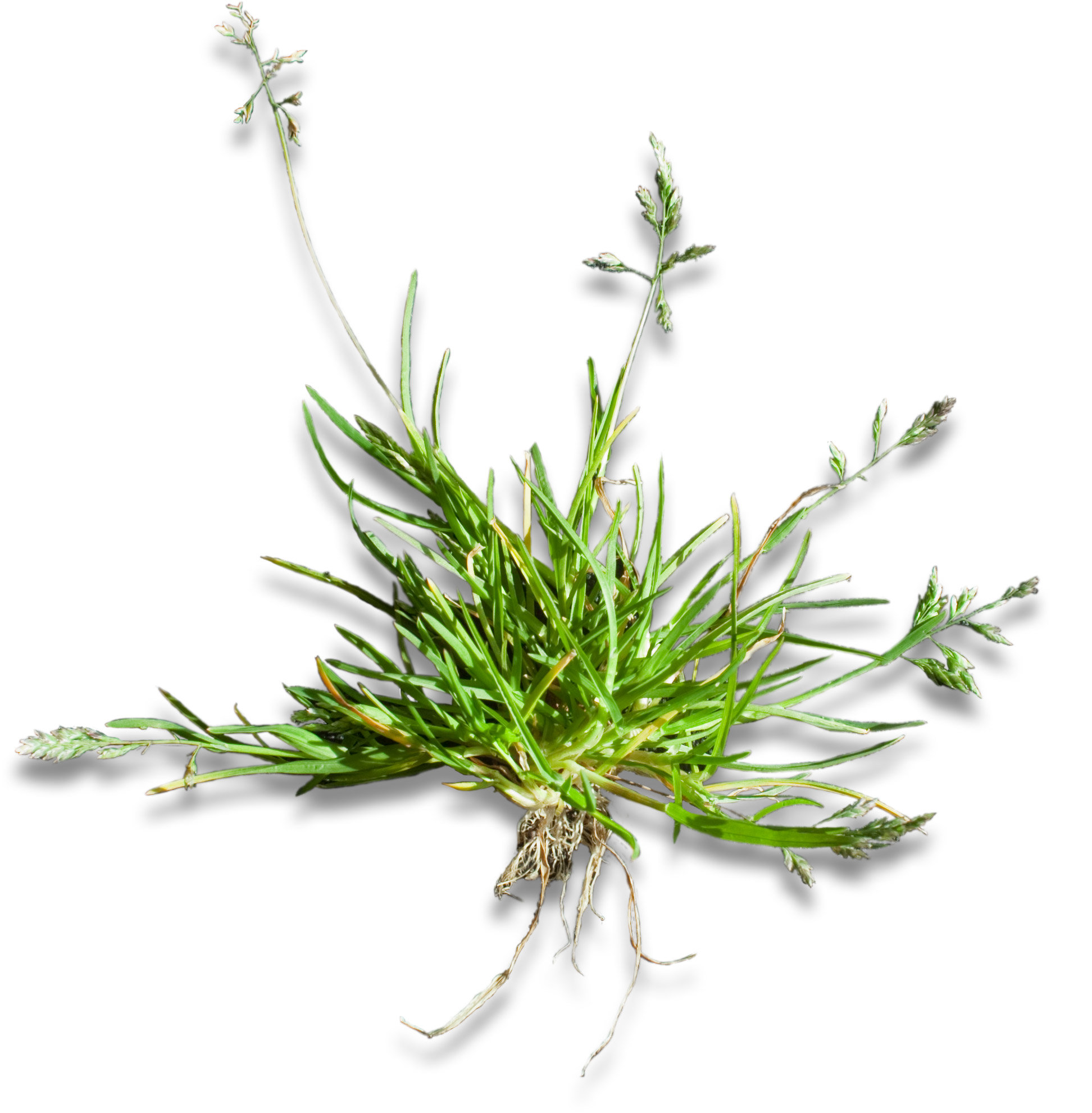Straatgras_Poa_annua_plant.jpg