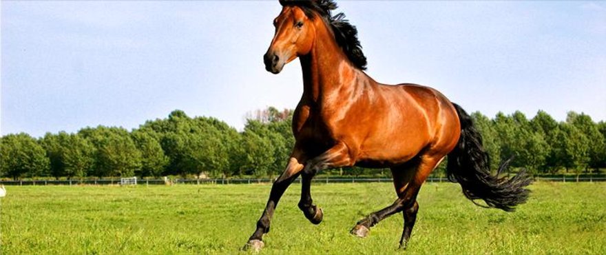 paard_001_CMYK.jpg